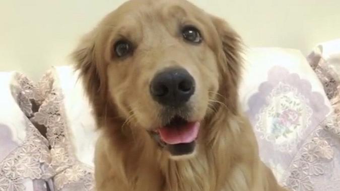 金毛轮胎太懂事了,每次都让着小比熊油门,太可爱了,萌萌哒