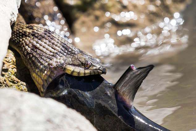 实拍:水蛇吞食鲶鱼的全过程,整个过程持续了半个小时