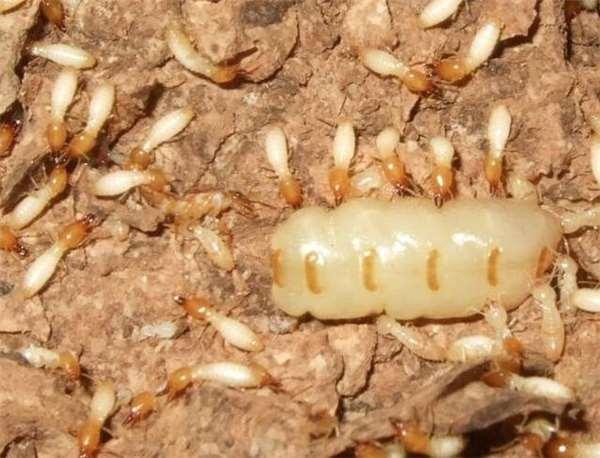 白蚁帝国就在自家附近挖出后找到30岁超大蚁后