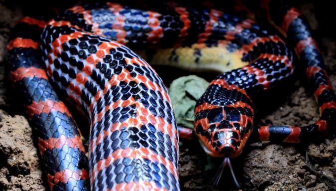 见到它可一定要小心了|链子|农村|赤链蛇_新浪新闻