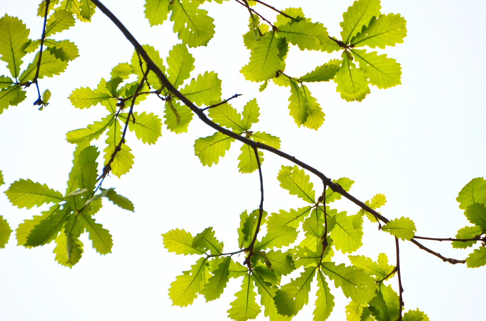 漂亮的栎树叶美丽的心情拍于通辽市