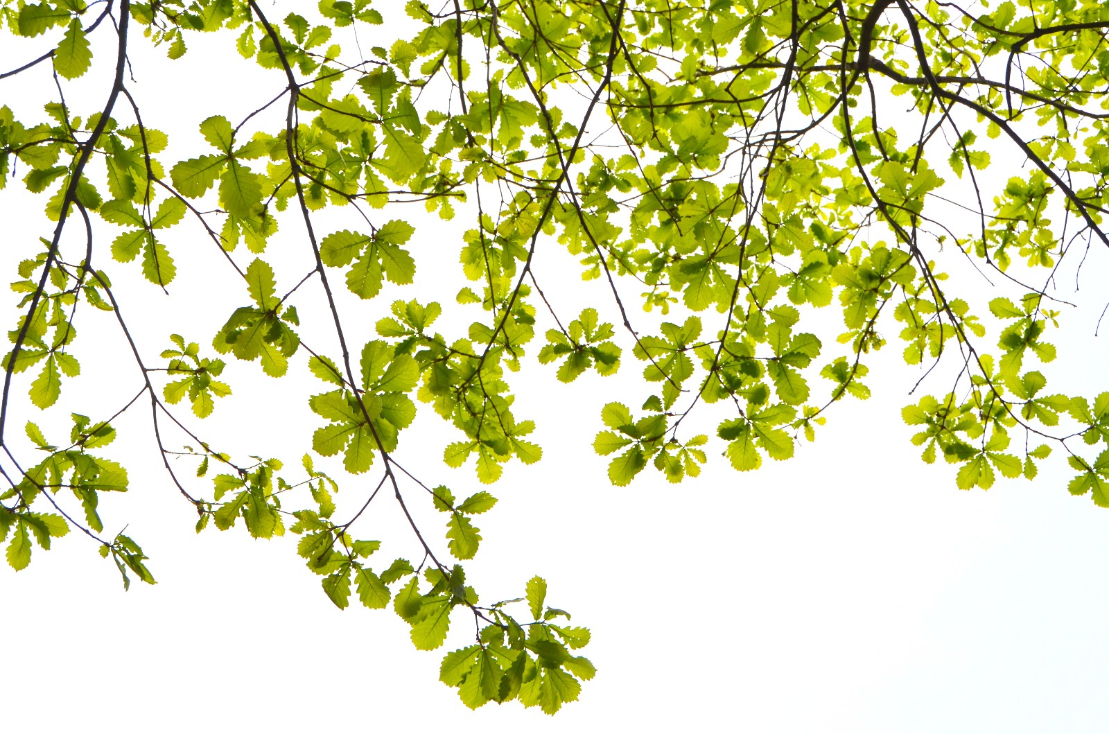 漂亮的栎树叶美丽的心情拍于通辽市