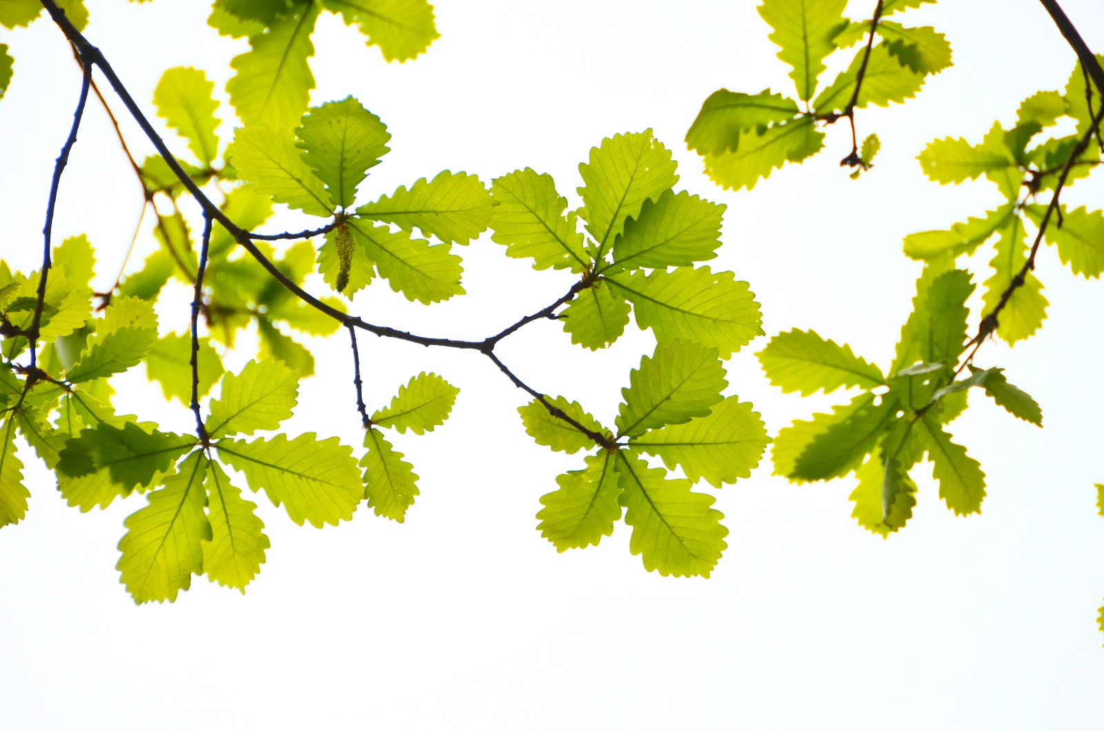 漂亮的栎树叶美丽的心情拍于通辽市