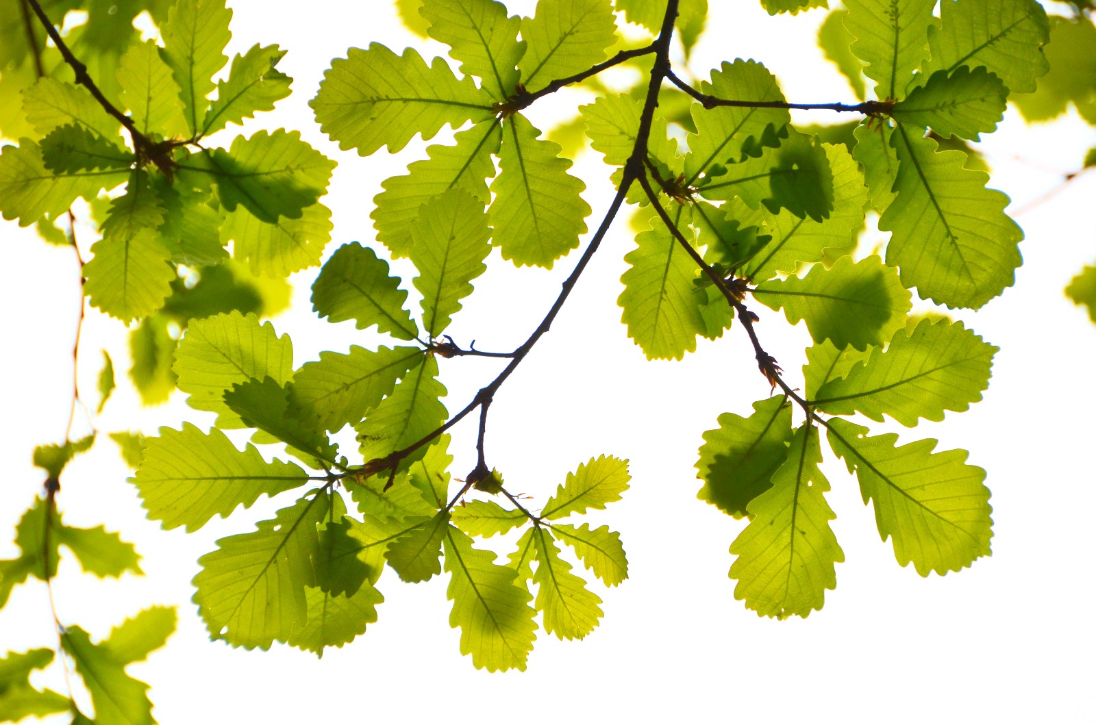 漂亮的栎树叶美丽的心情拍于通辽市