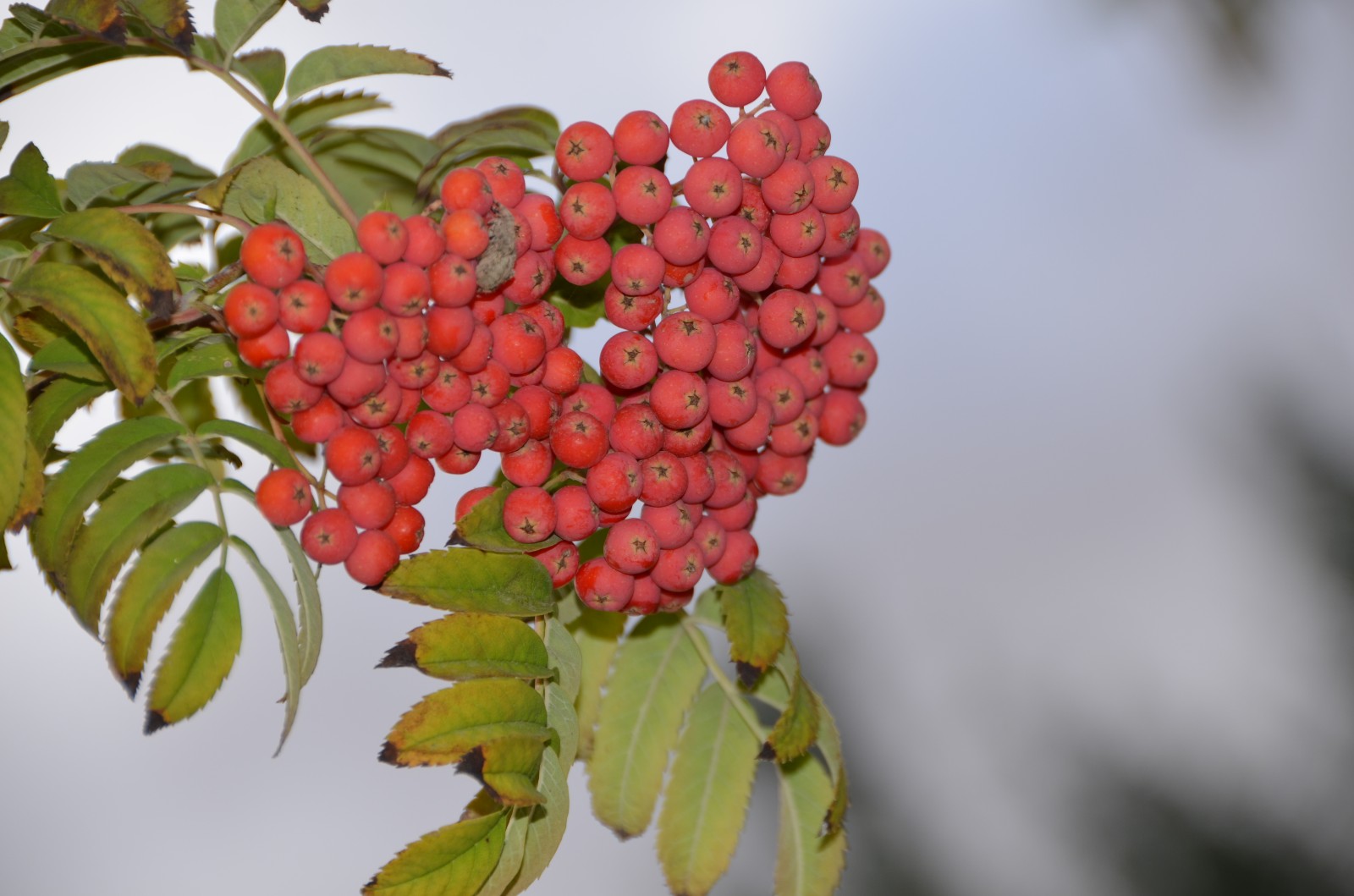 秋天花楸树的果子变红了原创摄影