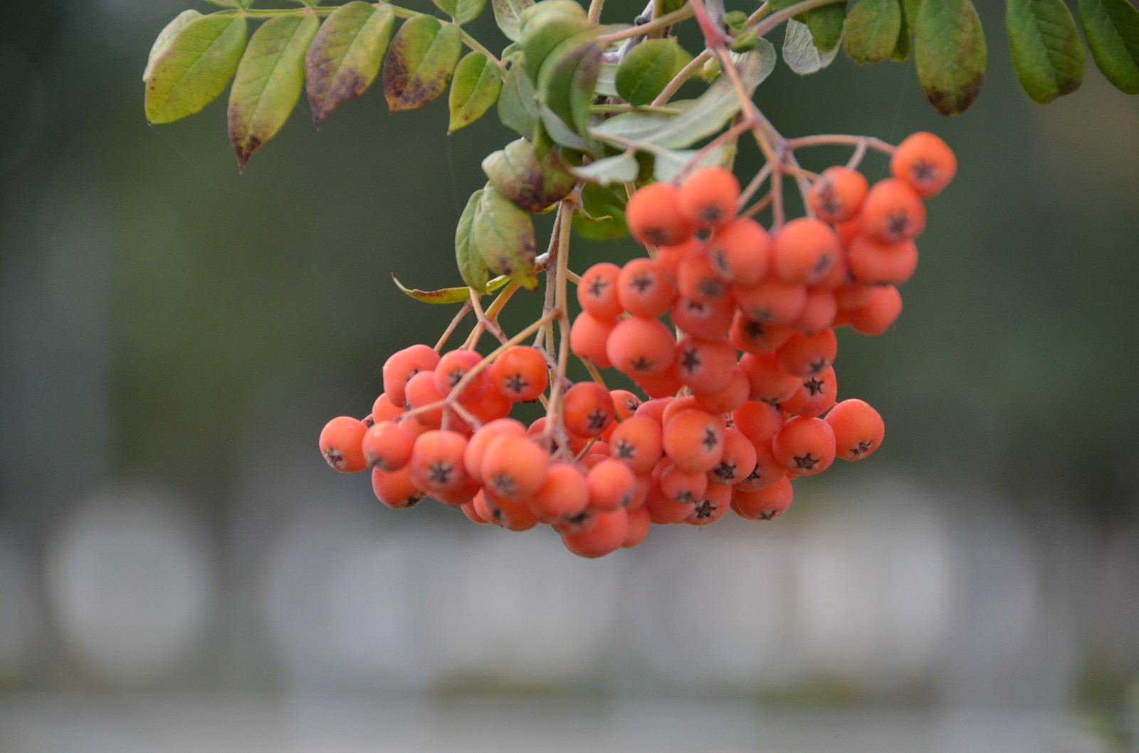 秋天花楸树的果子变红了原创摄影