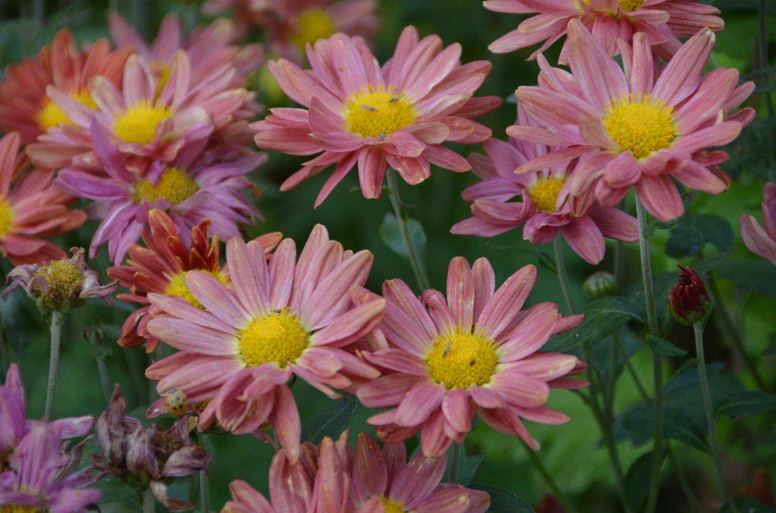 秋天各种各样的雏菊,五彩斑斓,原创摄影