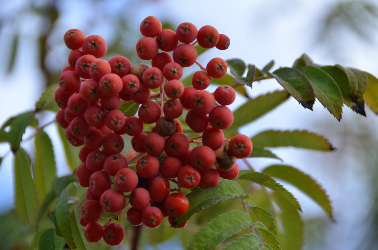 秋天花楸树的果子变红了原创摄影