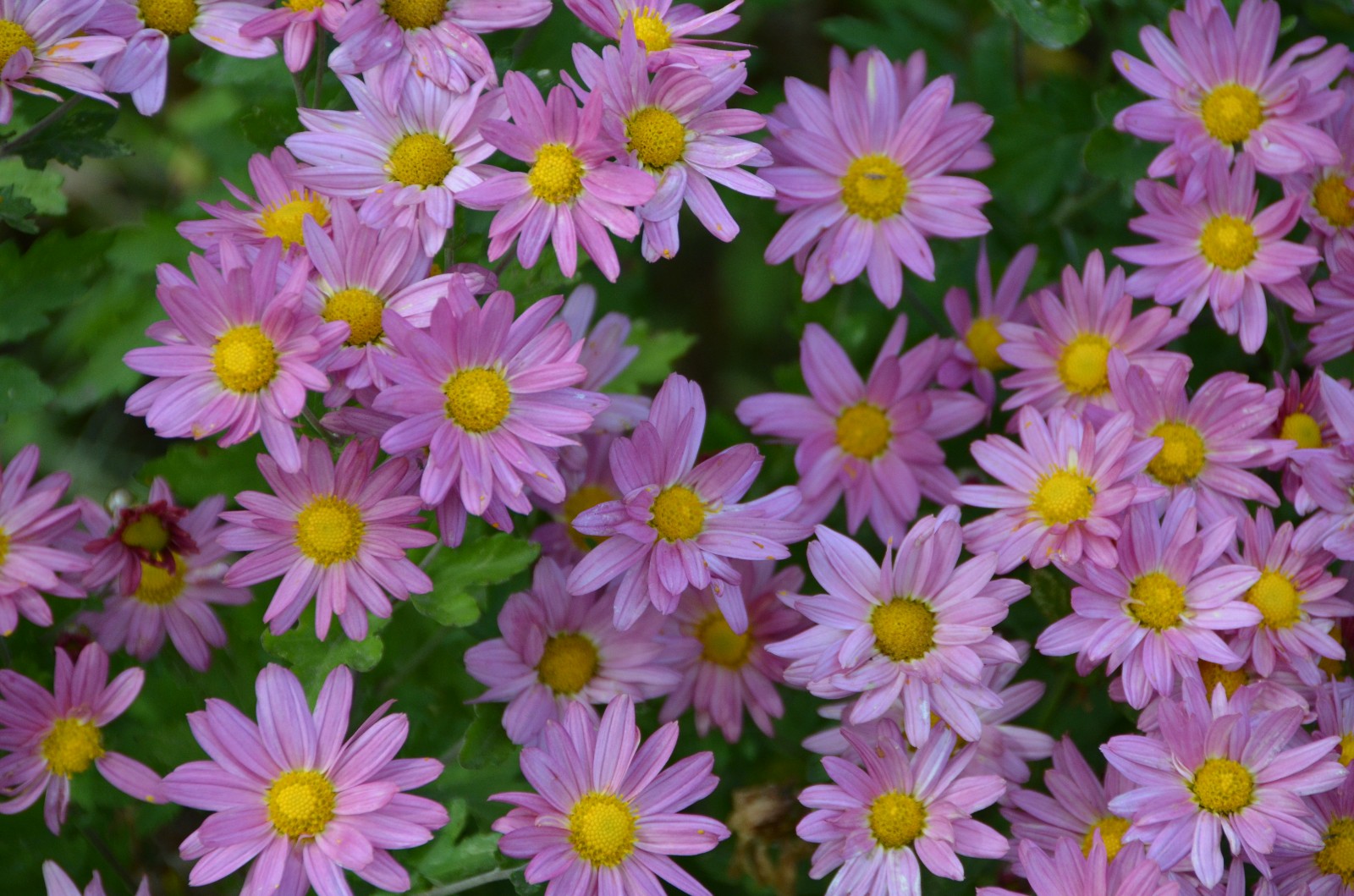 秋天各种各样的雏菊,五彩斑斓,原创摄影