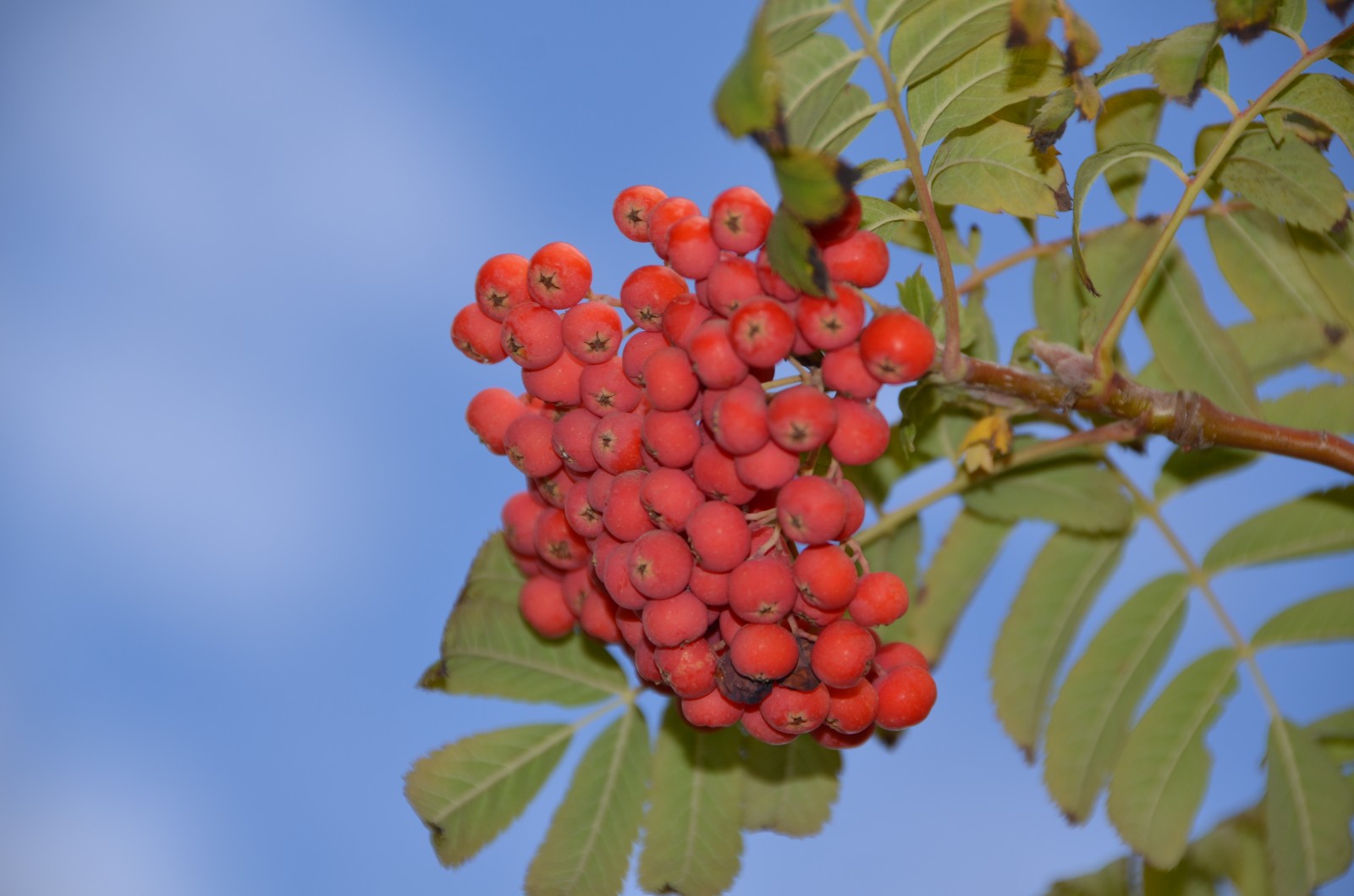 秋天花楸树的果子变红了,原创摄影