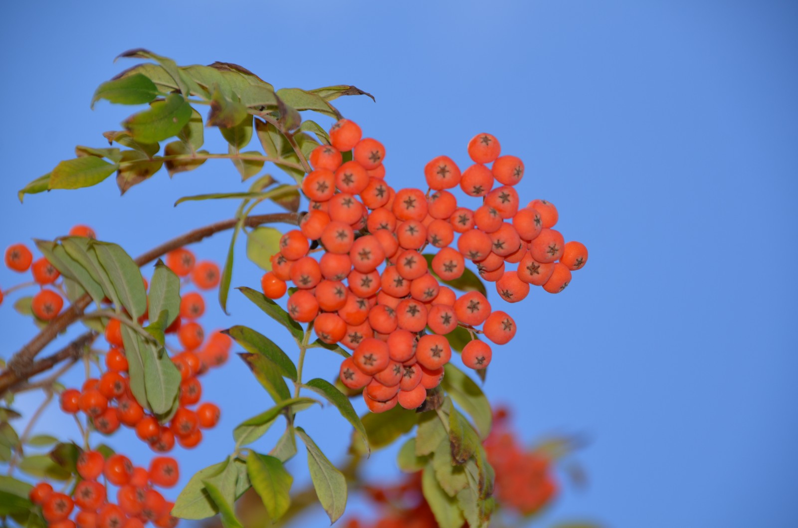 秋天花楸树的果子变红了,原创摄影秋天花楸树的果子