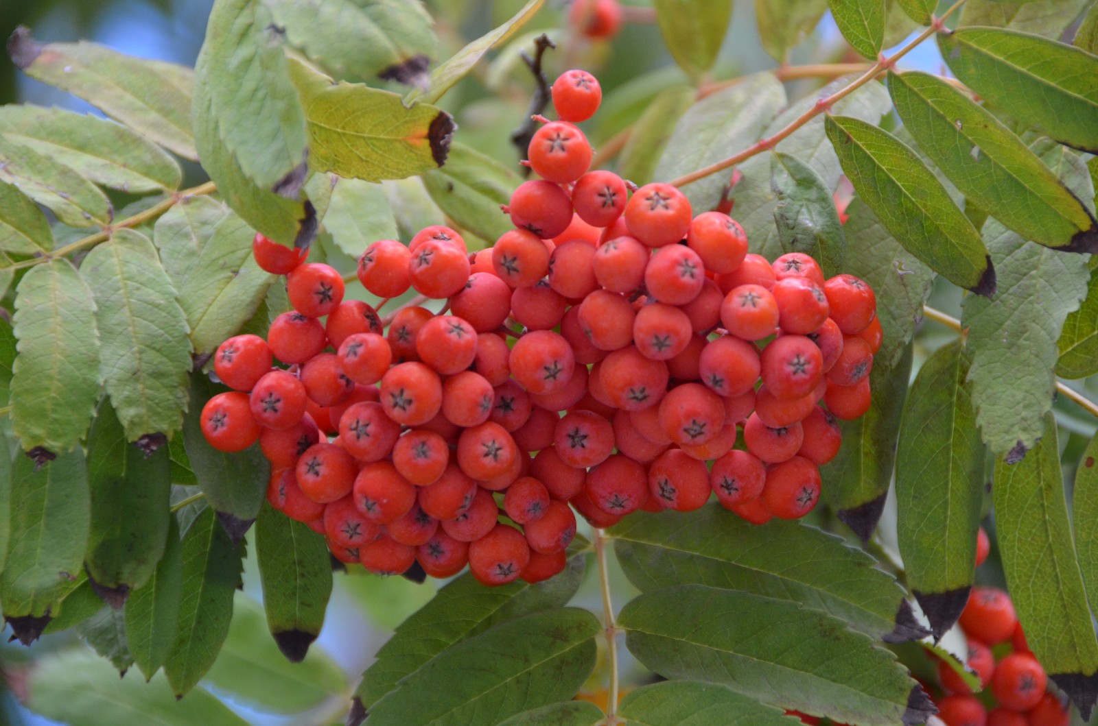 秋天花楸树的果子变红了,原创摄影