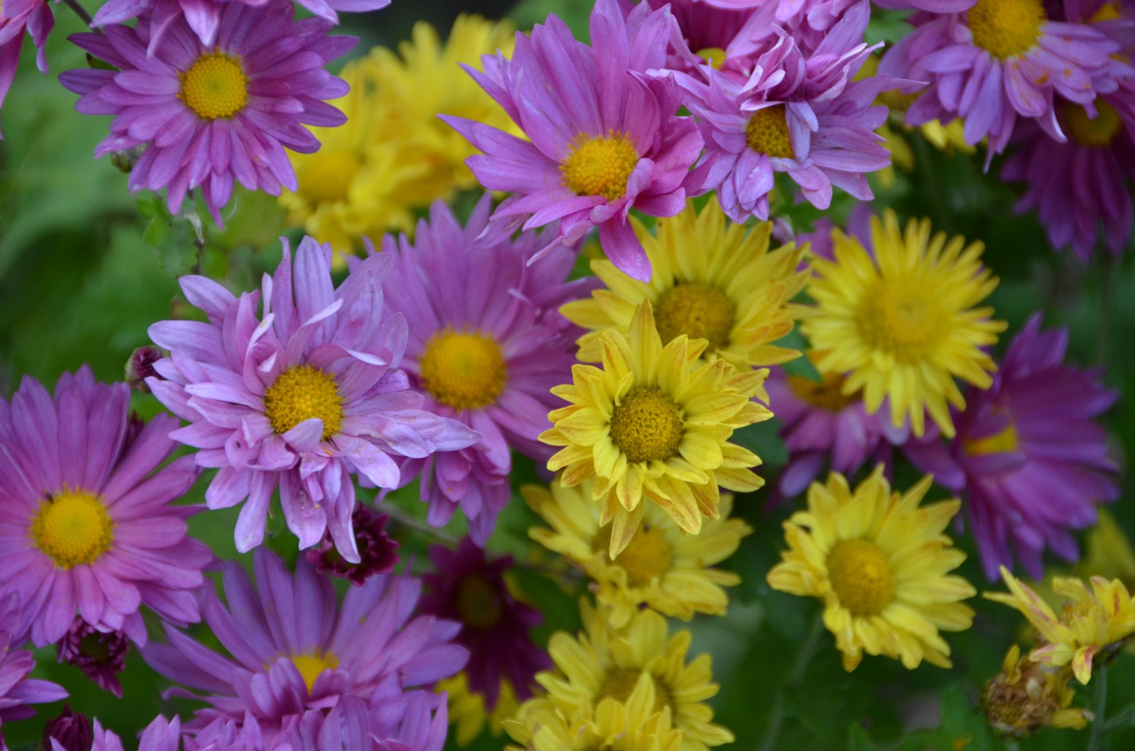 秋天各种各样的雏菊,五彩斑斓,原创摄影