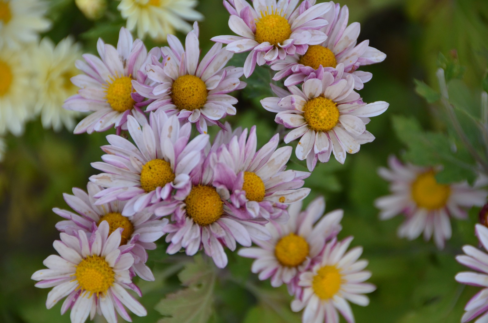 秋天各种各样的雏菊五彩斑斓原创摄影