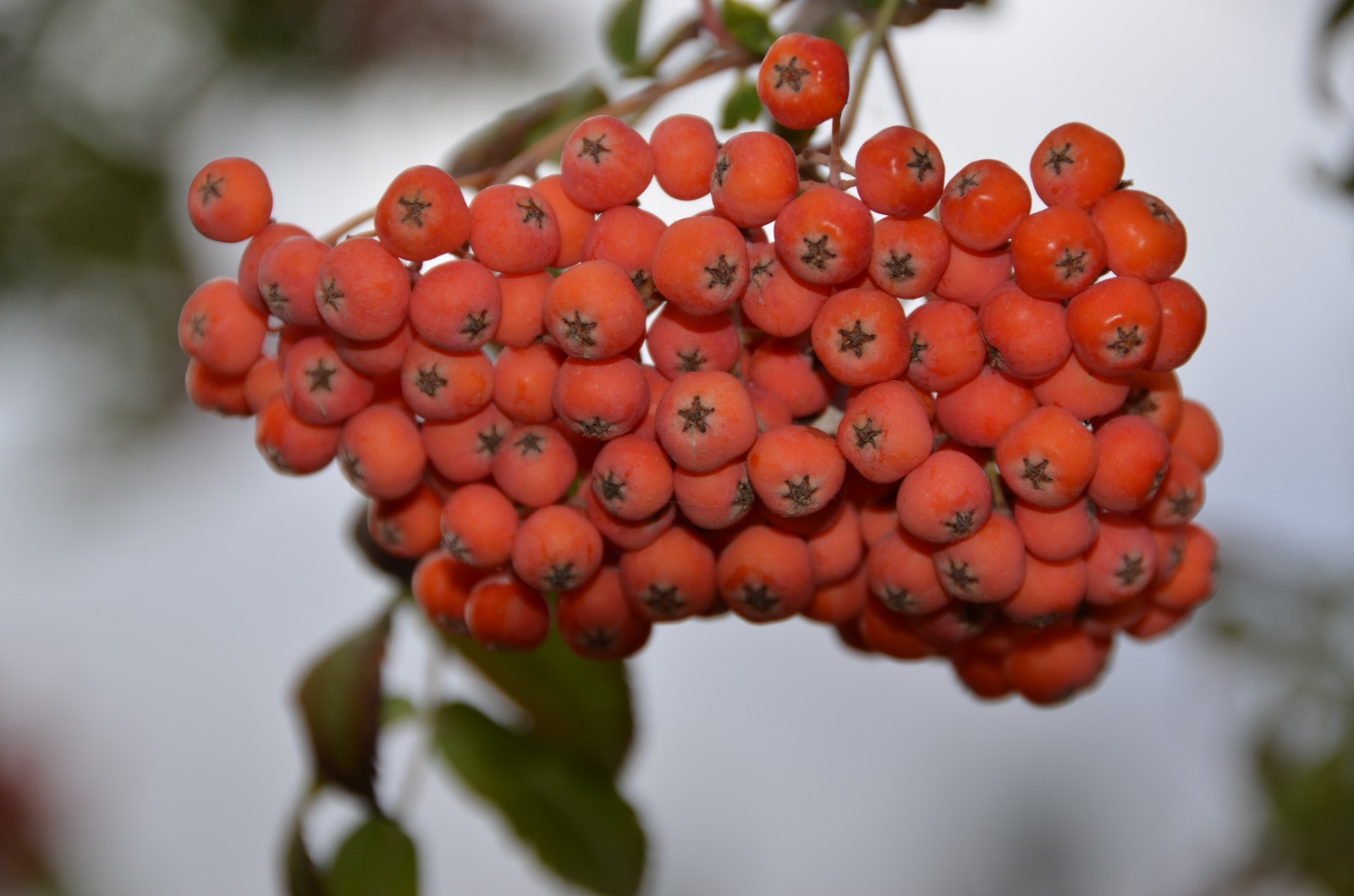 秋天花楸树的果子变红了,原创摄影