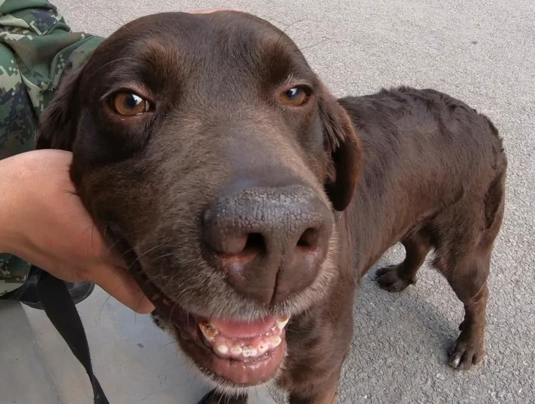 細數那些汶川地震中救人無數的搜救犬們