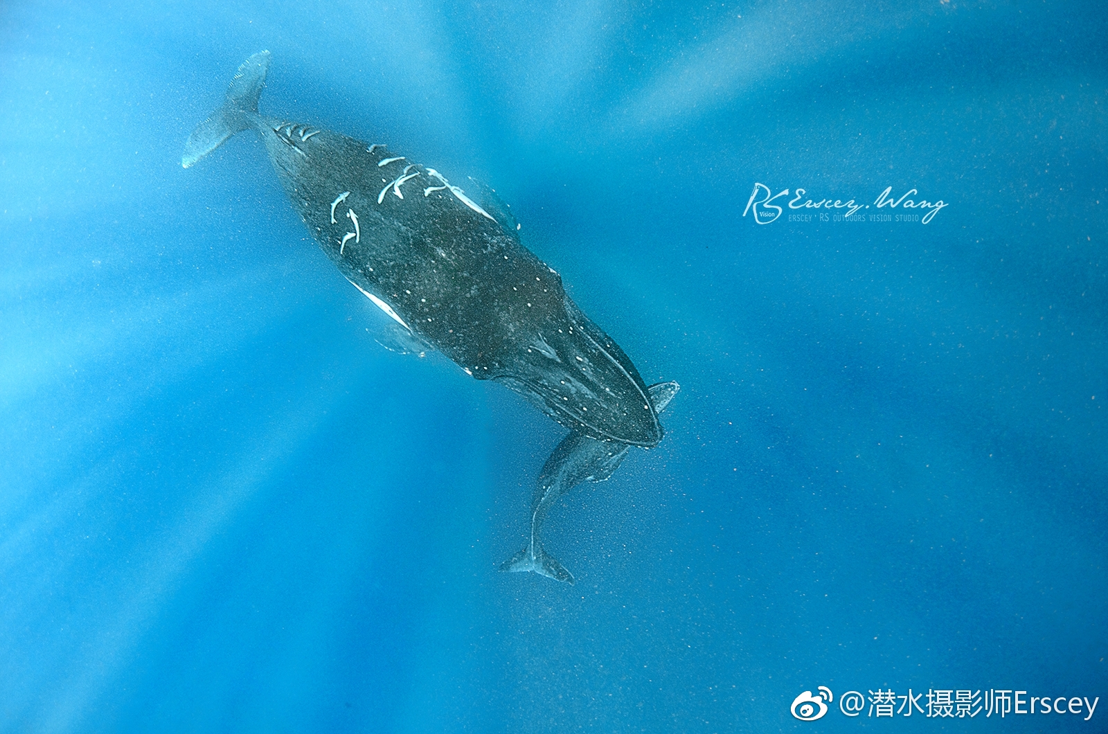 充沛的探索这个蓝色的世界,确认过它妈允许的眼神,这头小鲸冲着我就来