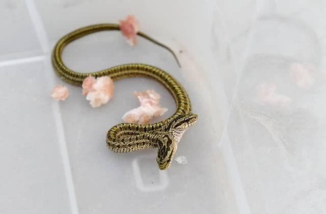 稀奇,河南洛阳一农户家中发现一条双头蛇,引来众人围观