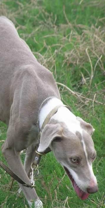 中國八大知名獵犬土生土長實力不遑多讓