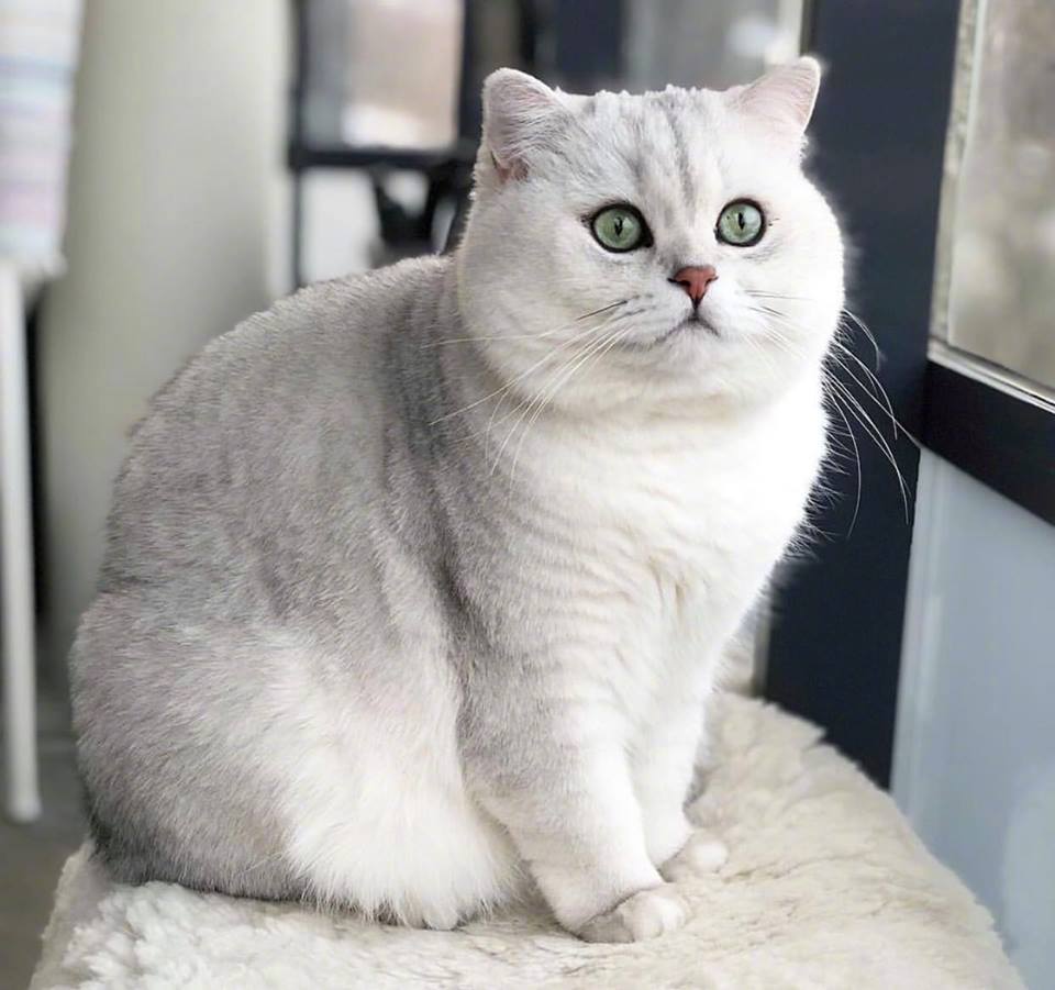 胖嘟嘟的短腿猫好想捏