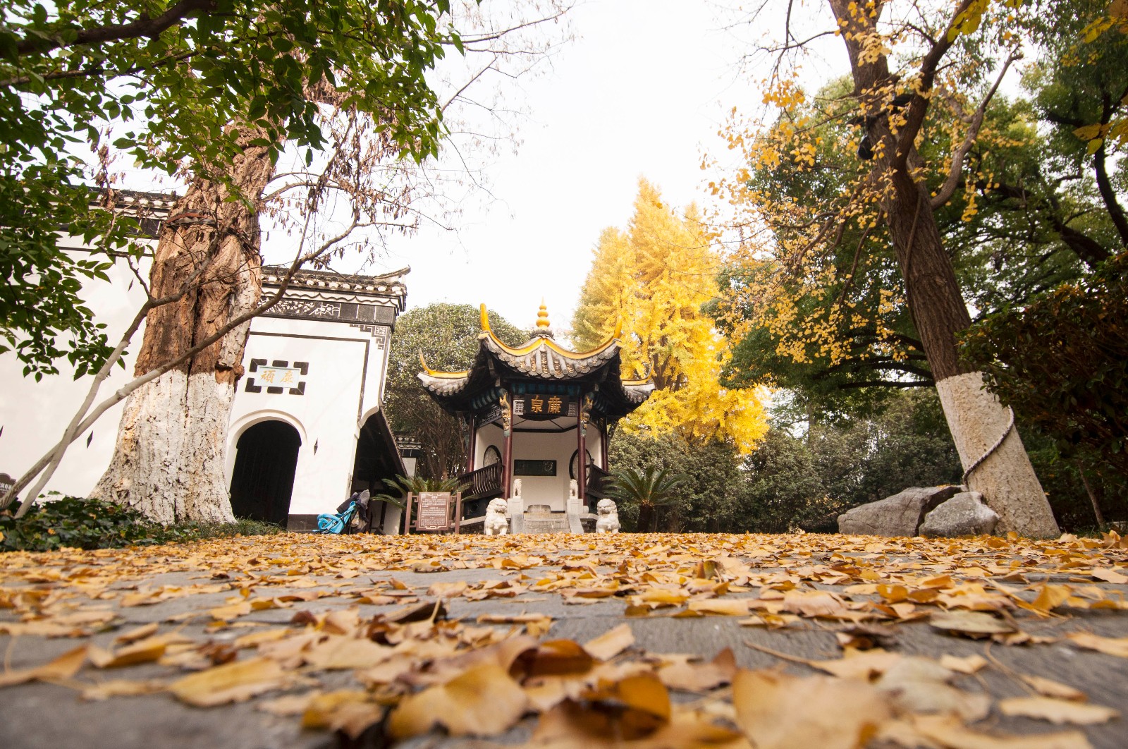 安徽合肥：包公祠银杏叶不扫也是景 美翻了|合肥包公祠|包公祠|银杏叶_新浪新闻