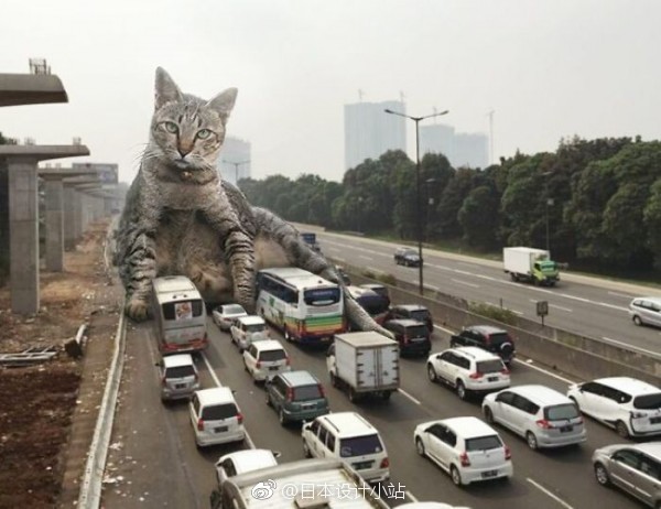 巨猫大战哥斯拉图片