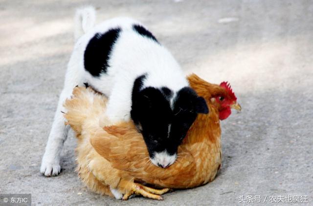 农村俗语"犬无八年,鸡不六载"什么意思?这么说有道理吗?