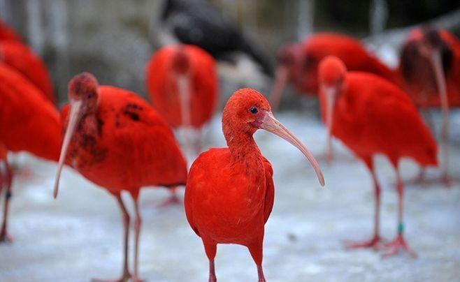 自然界7种红色动物一种比一种红你见过几种