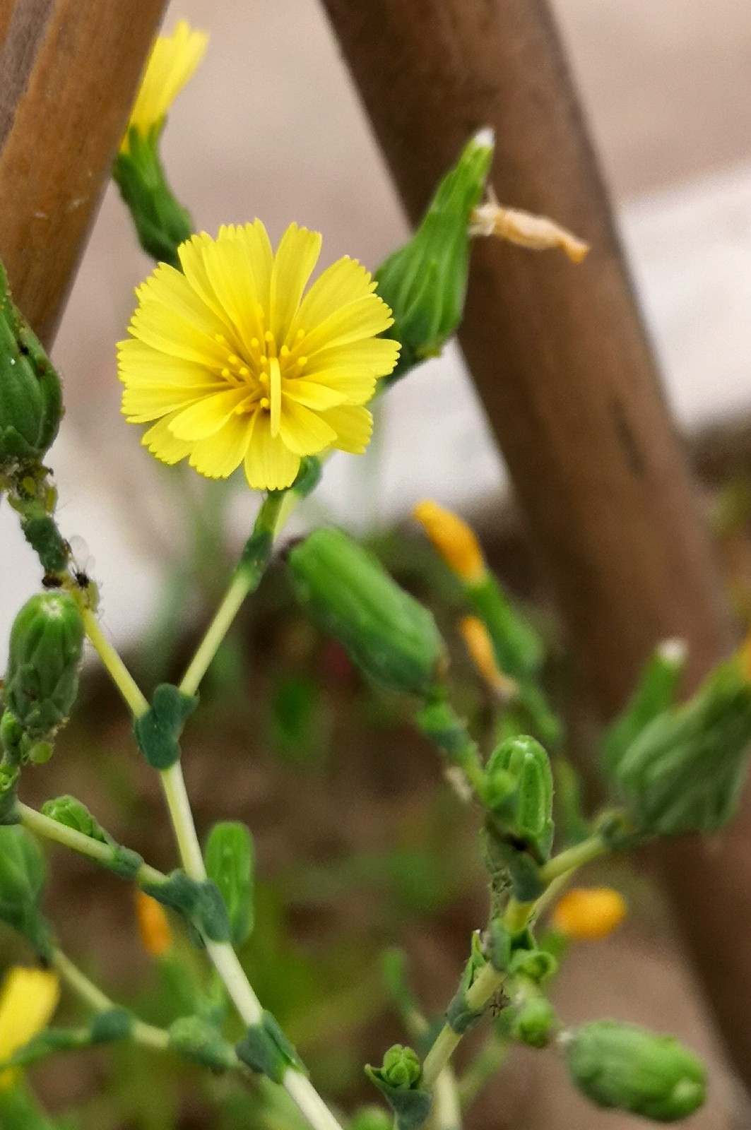 你一定吃过这种蔬菜,可是它开的花你见过吗|油麦菜|蔬菜_新浪新闻