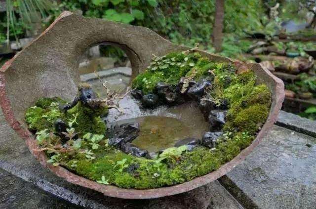 拿碎瓦片盆栽绿植,全家都笑她傻,看到结果我彻底服了!