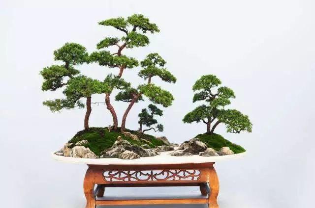 将盆景艺术拉下神坛,八步骤分解教程制作微型水旱盆景