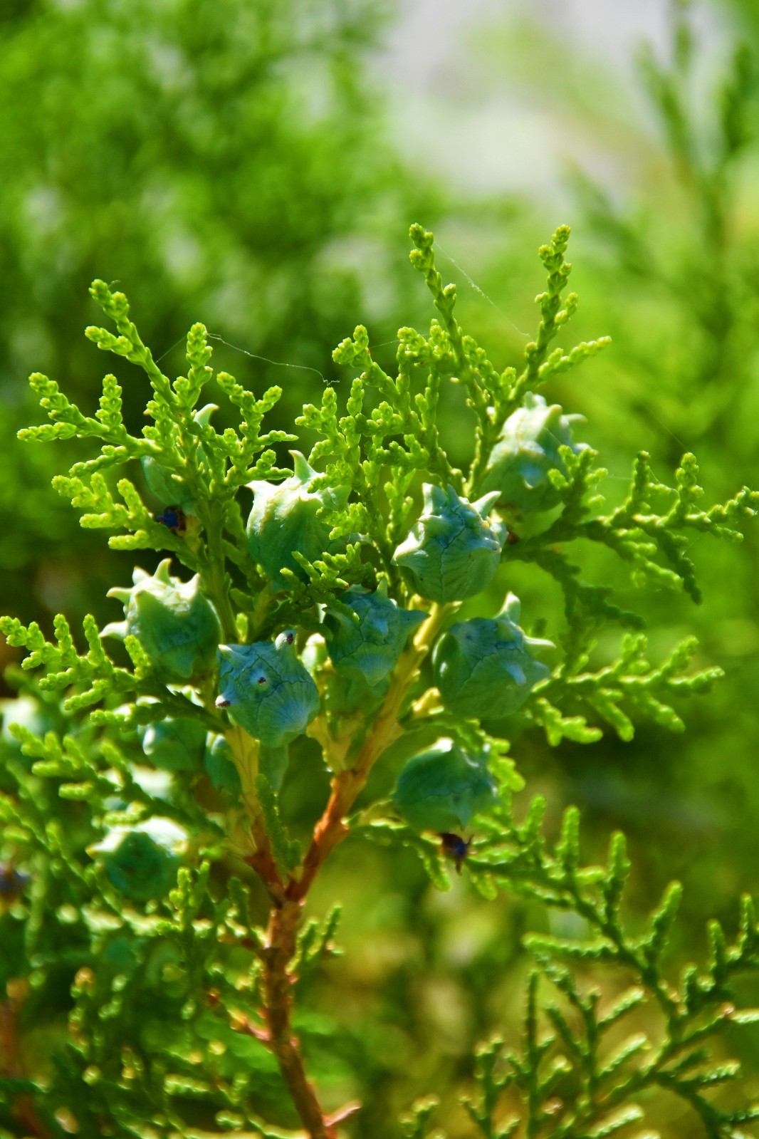 岁月这么好别辜负了美景侧柏的叶子真的很好看