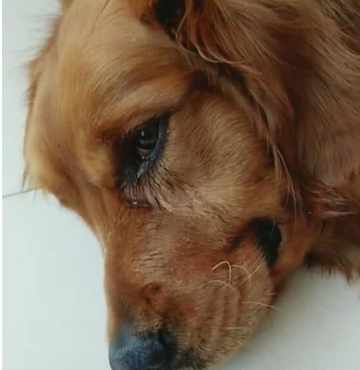 老金毛三天不吃,去过医院后狗子躺在地上哭泣!