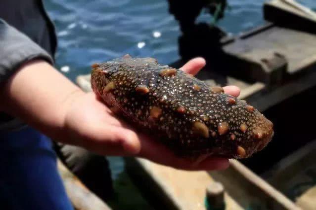 震惊!海参内幕大曝光,吃海参的都在看!