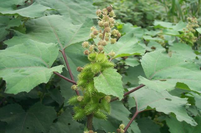 ",以前人人想躲它,殊不知它的妙用这么多|虱|马头|苍耳子_新浪新闻
