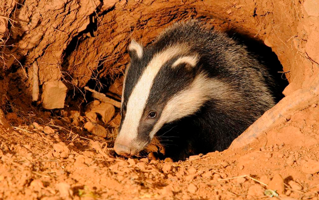 豹猫|猪獾|跳鼠_新浪新闻