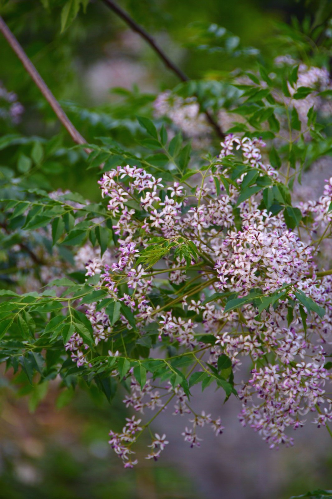 它是一种常见的园林植物苦楝树高可达15米,枝干伸展,树冠宽广其叶子为