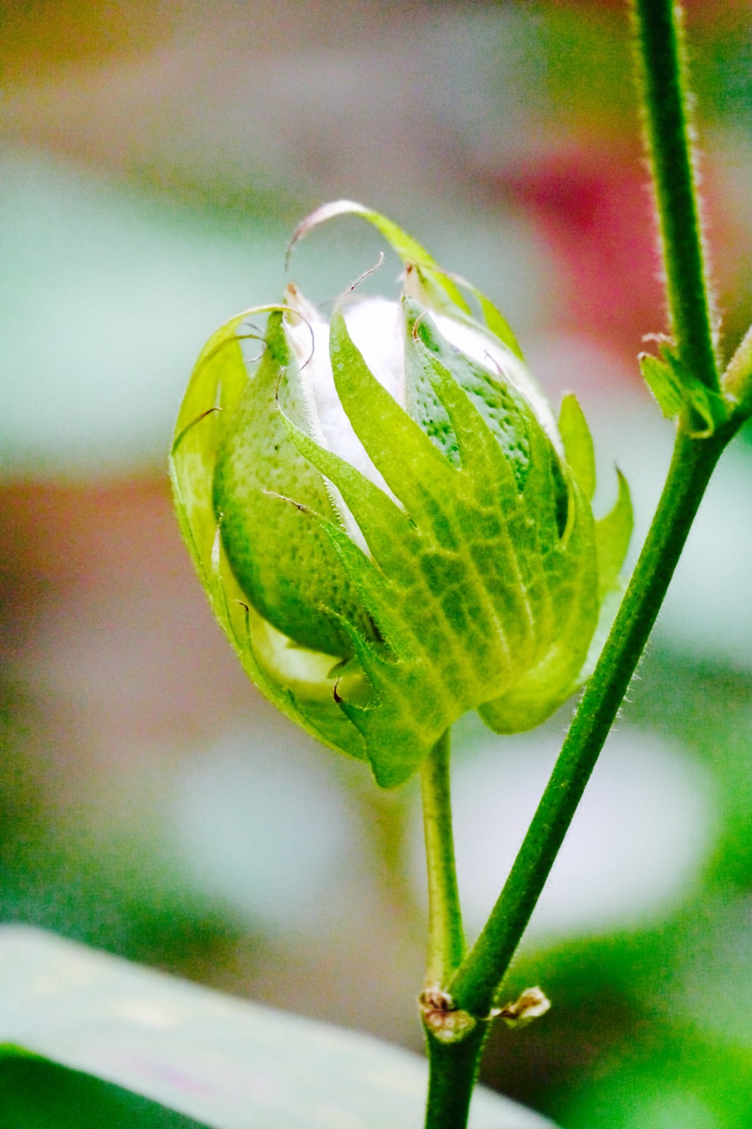 棉花亦美丽【陆地棉(别名:高地棉,大陆棉,美洲棉)