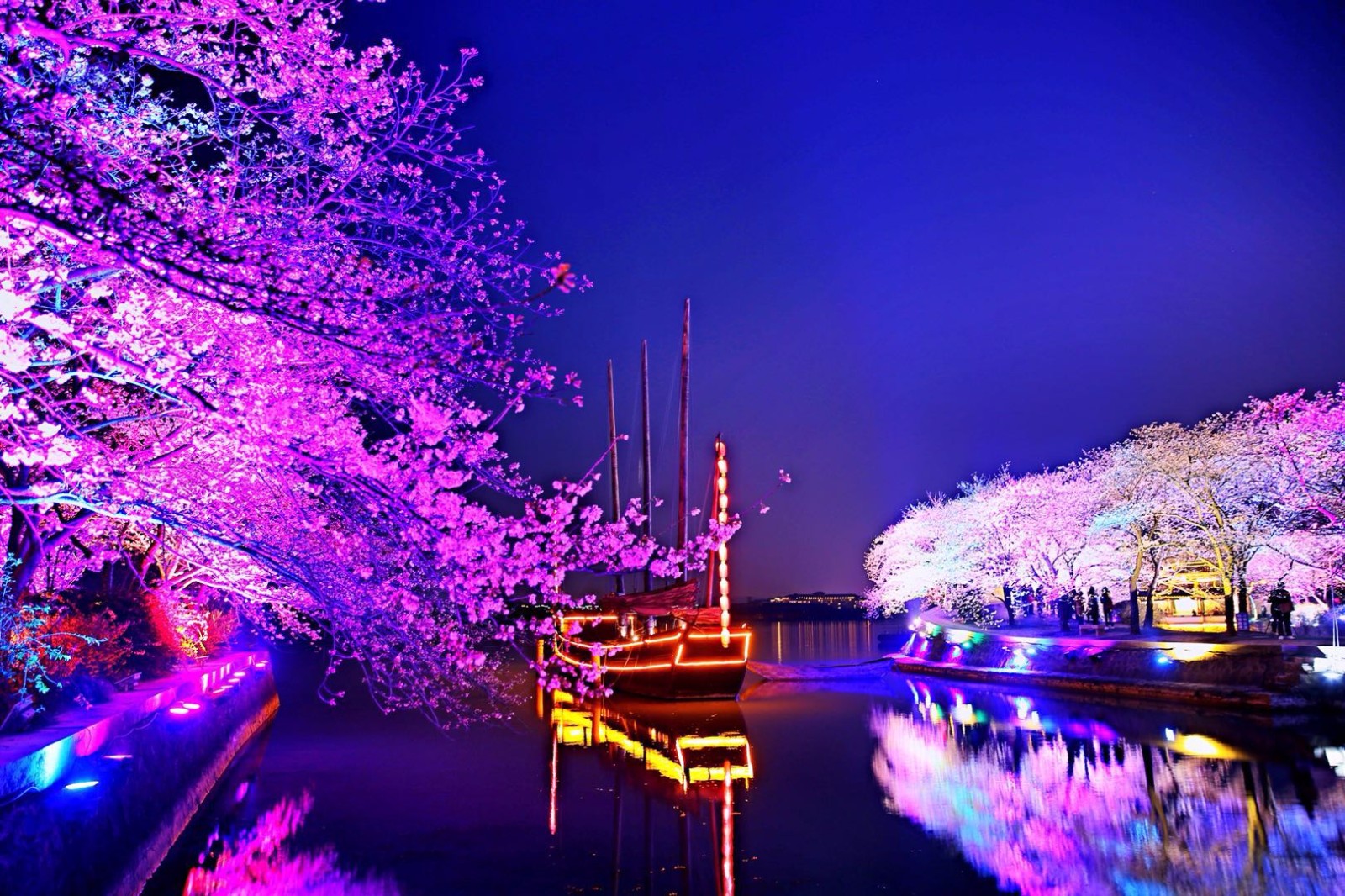 浪漫的樱花梦幻的樱花鼋头渚的樱花如梦似幻