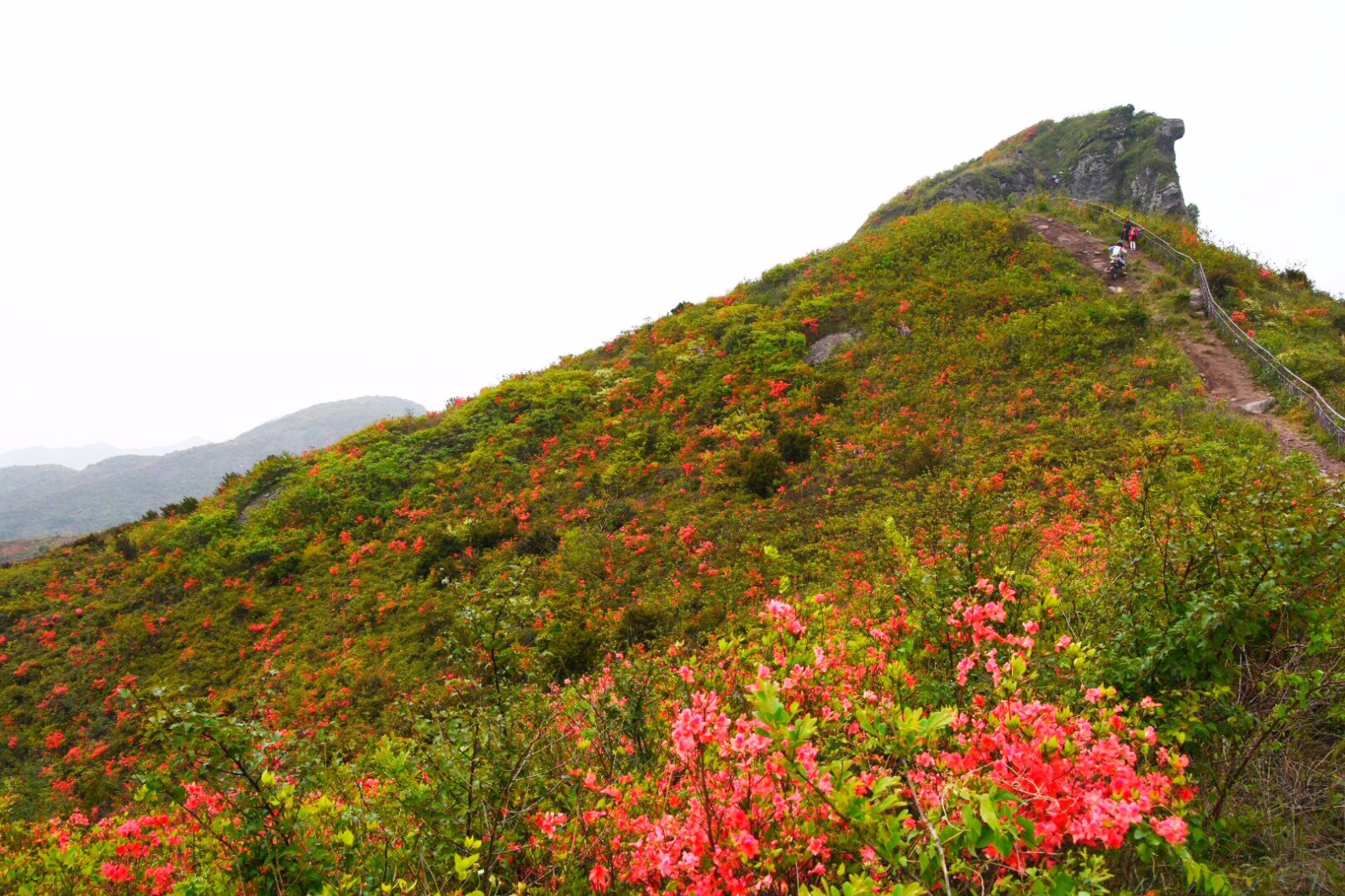 温岭上保山杜鹃花节满山杜鹃为越野赛车手盛开34图