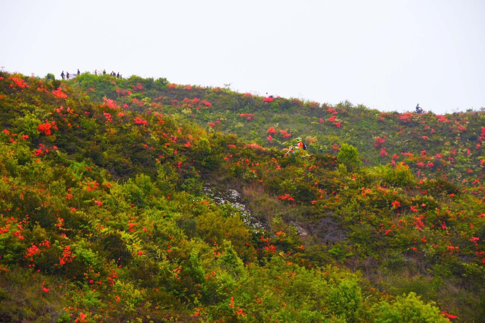 温岭上保山杜鹃花节满山杜鹃为越野赛车手盛开34图