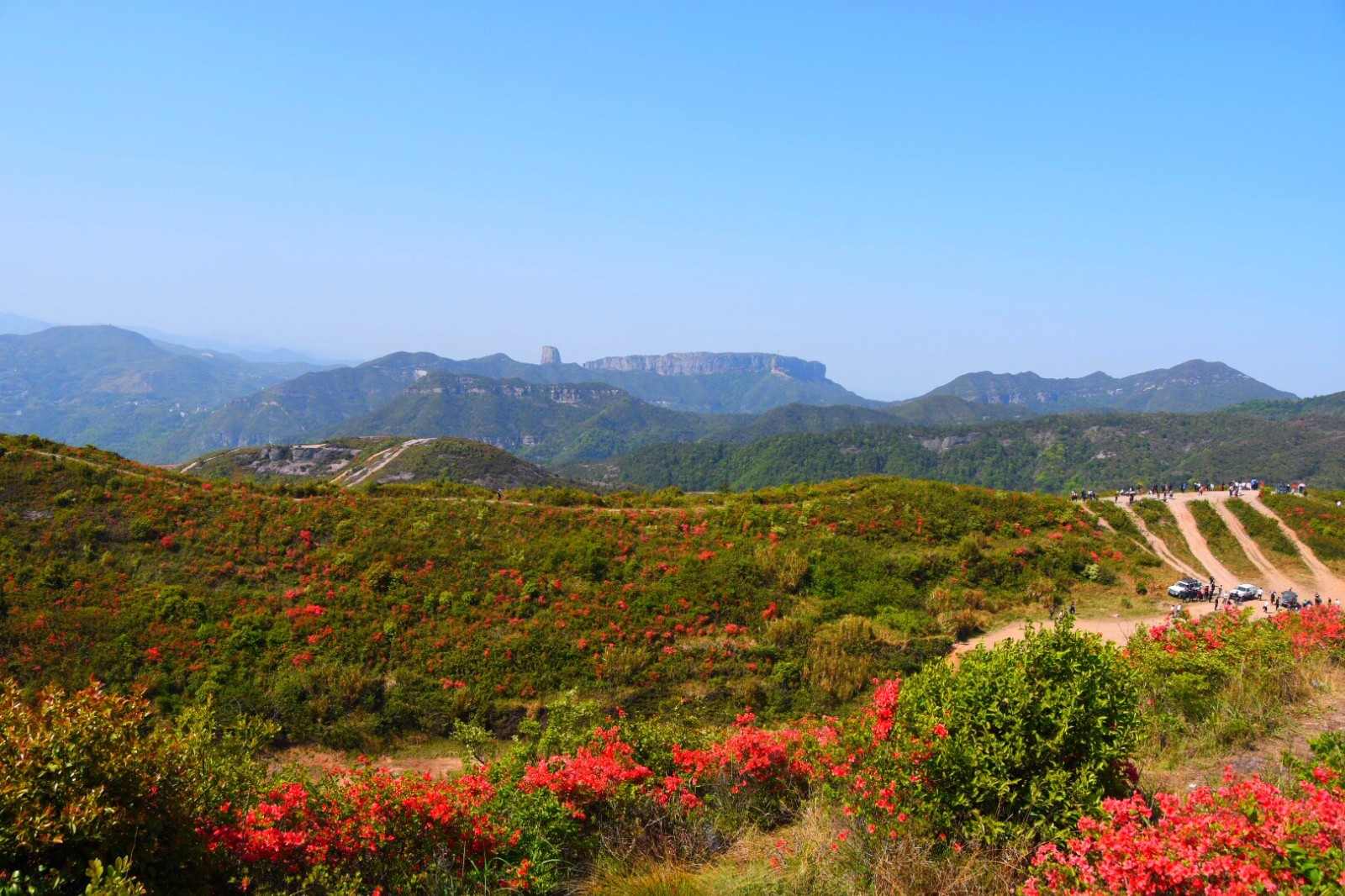 温岭上保山杜鹃花节满山杜鹃为越野赛车手盛开34图