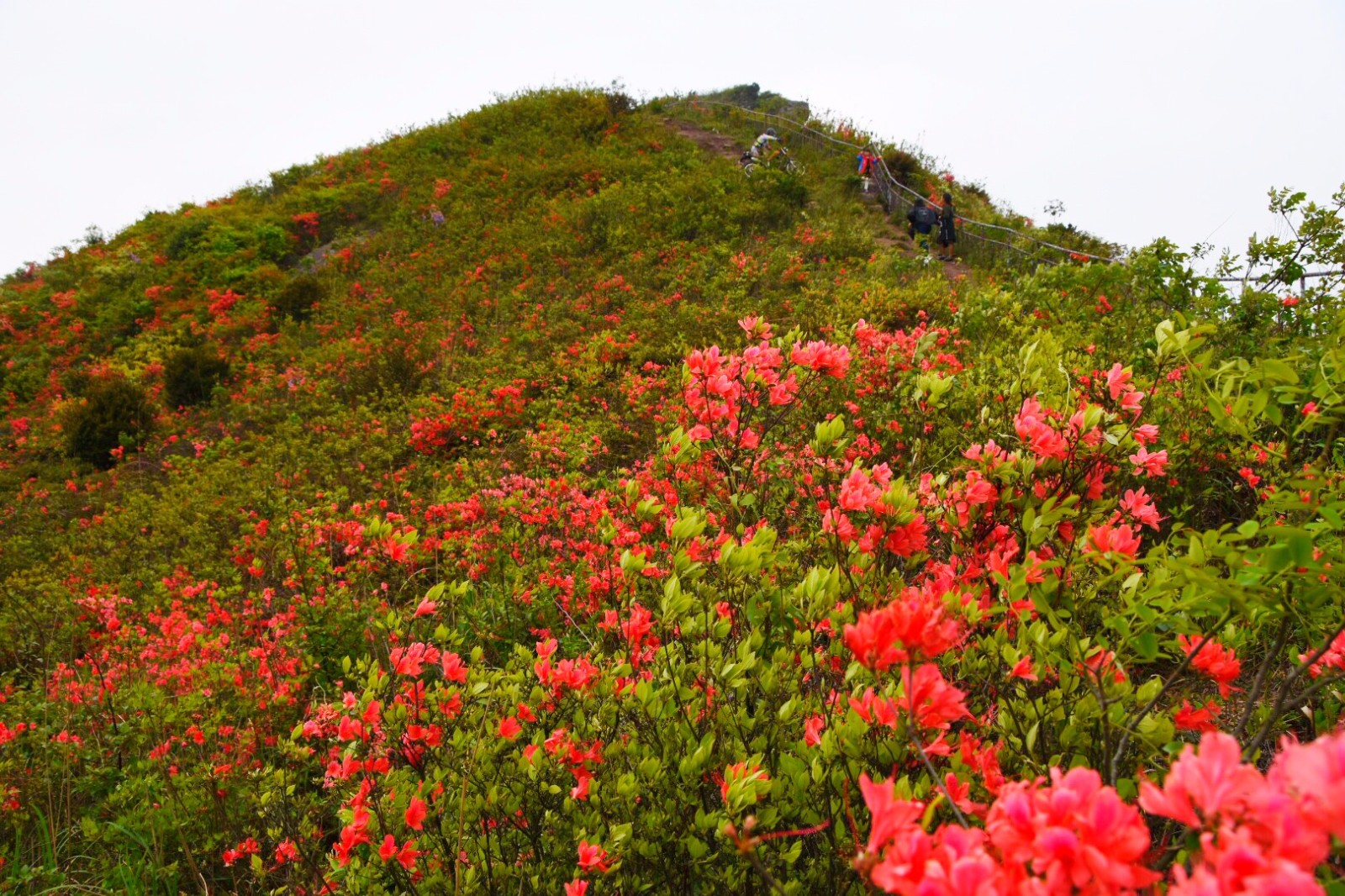 温岭上保山杜鹃花节满山杜鹃为越野赛车手盛开34图