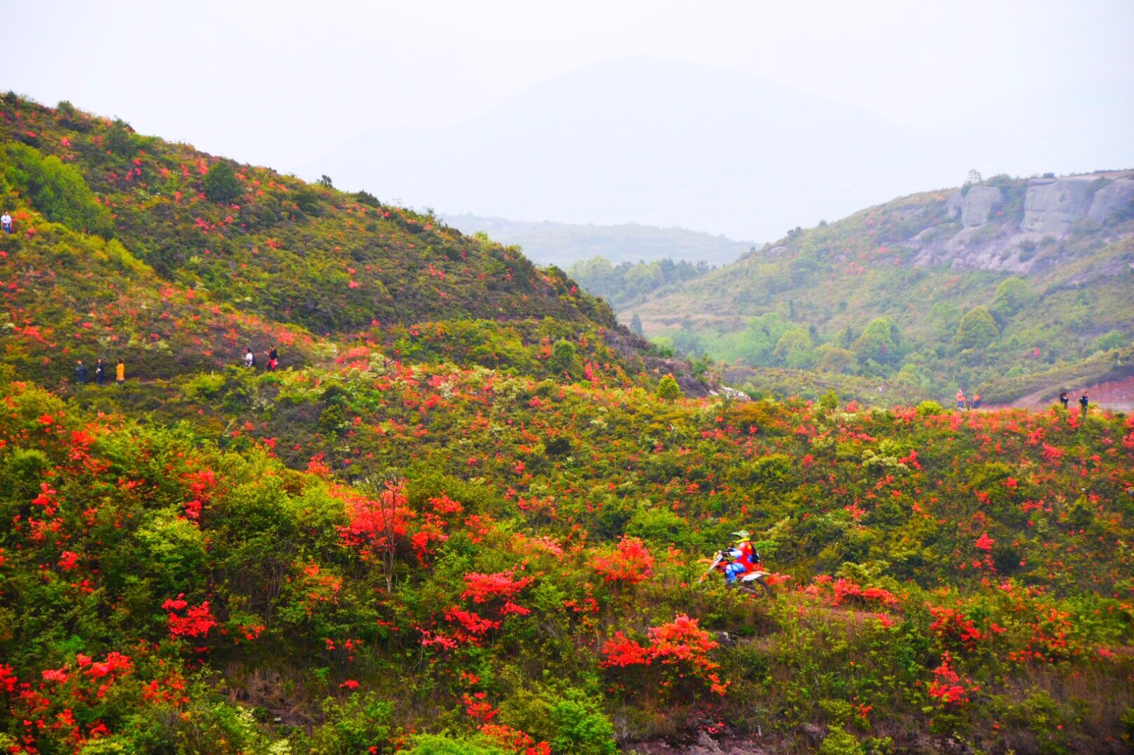 温岭上保山杜鹃花节满山杜鹃为越野赛车手盛开34图