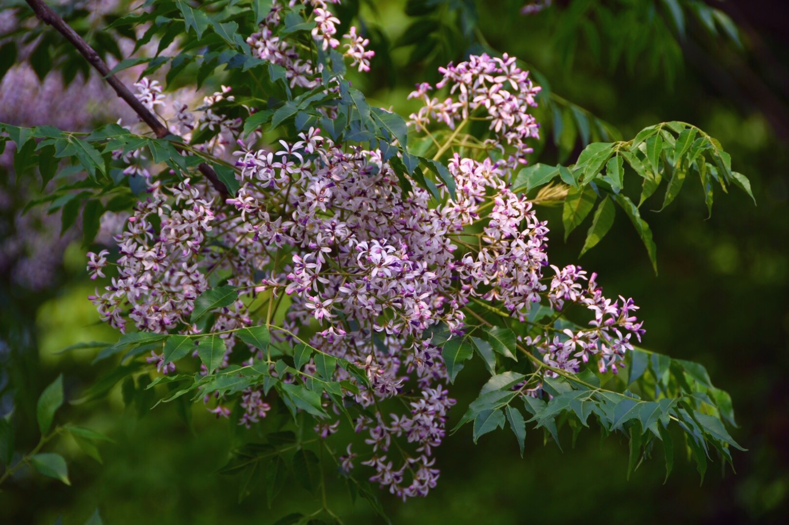 苦楝树小时候这种树随处可见小小紫花重温甜美童年22图