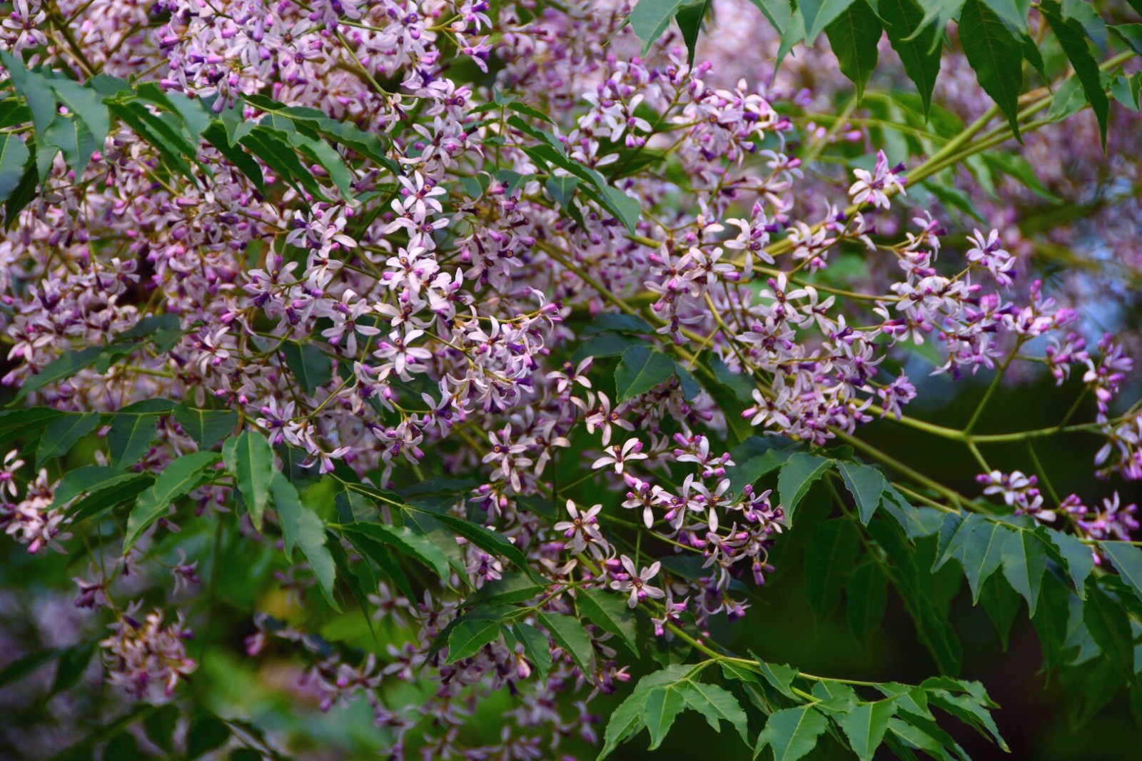 苦楝树小时候这种树随处可见小小紫花重温甜美童年22图