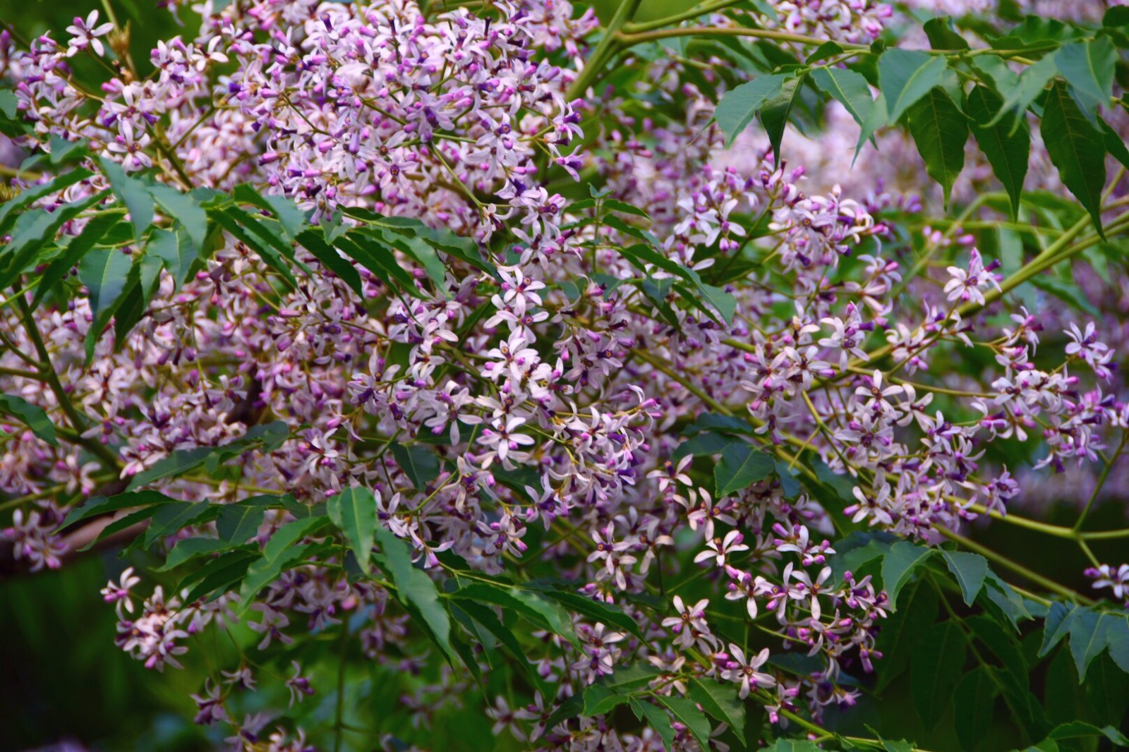 【苦楝树】小时候这种树随处可见,小小紫花重温甜美童年/22图|苦楝树|