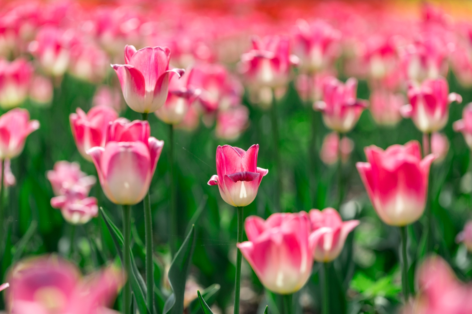 郁金香花海遇见童年