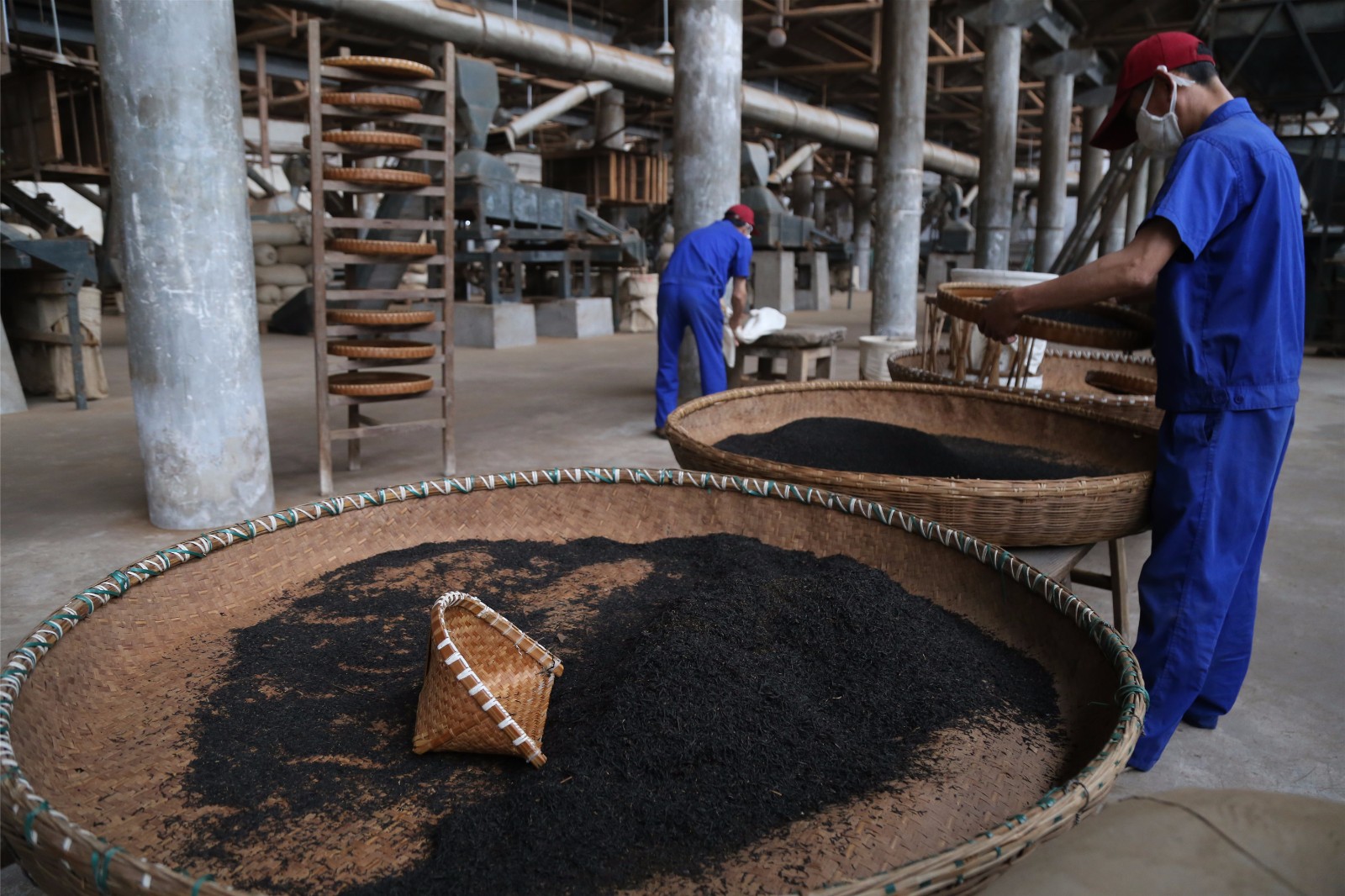 筛茶师从业40载日制茶500斤最贵售万元1斤