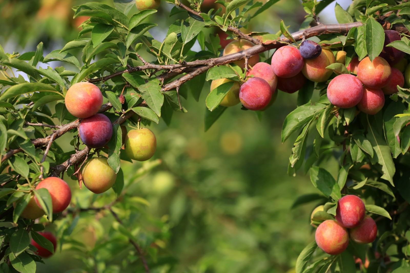 密密麻麻的李子压弯枝条 色彩靓丽赏心悦目让人垂涎欲滴